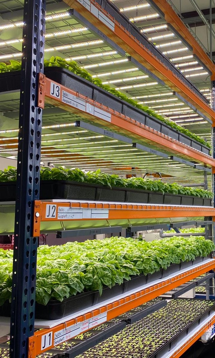 Multi-tier racks of basil and leafy greens under LED lights