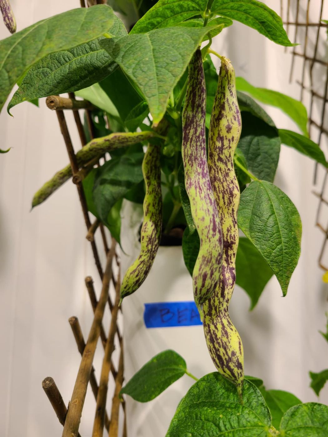 Speckled purple and green beans on a trellis