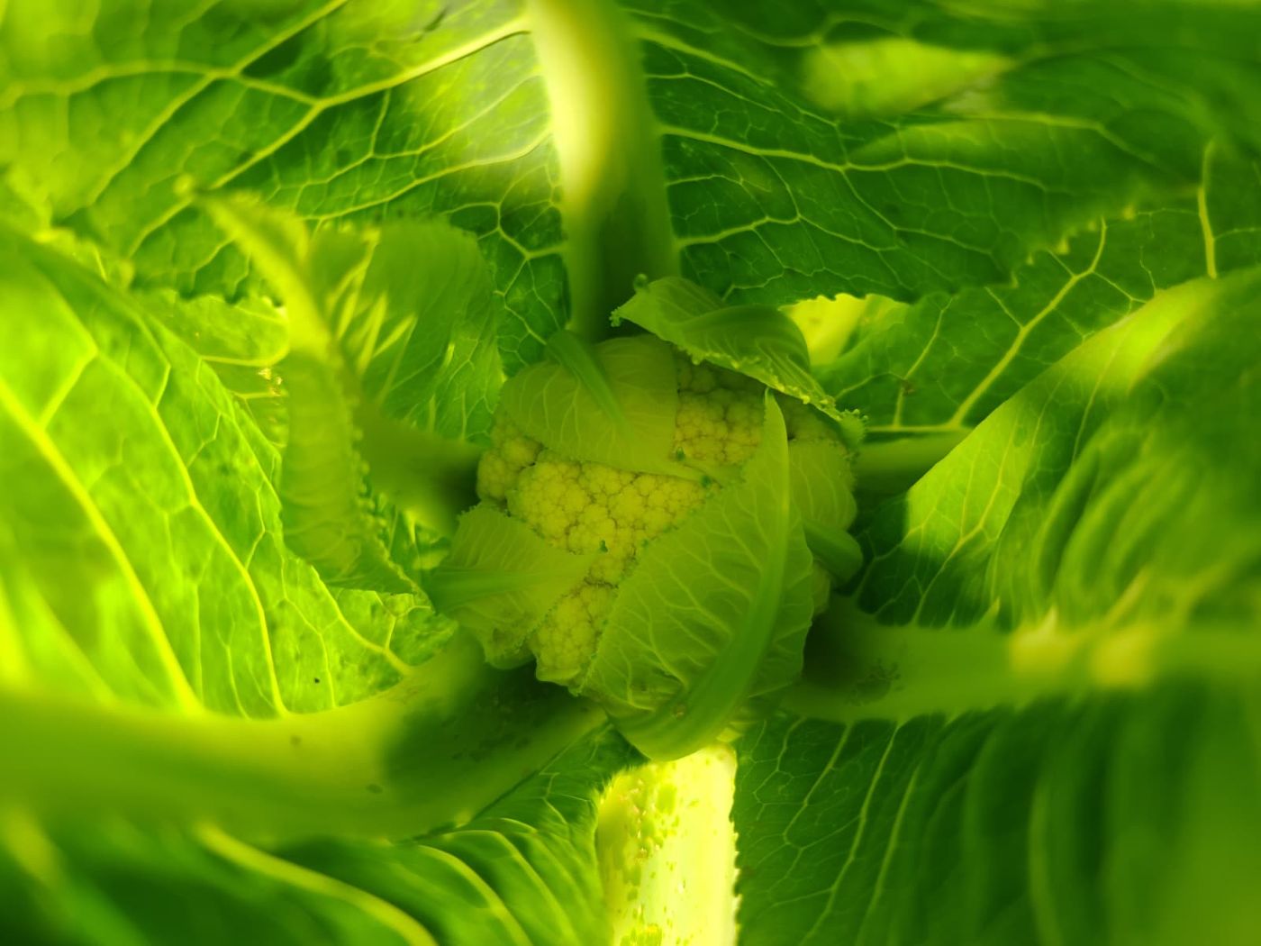 Young cauliflower head forming inside its leaves