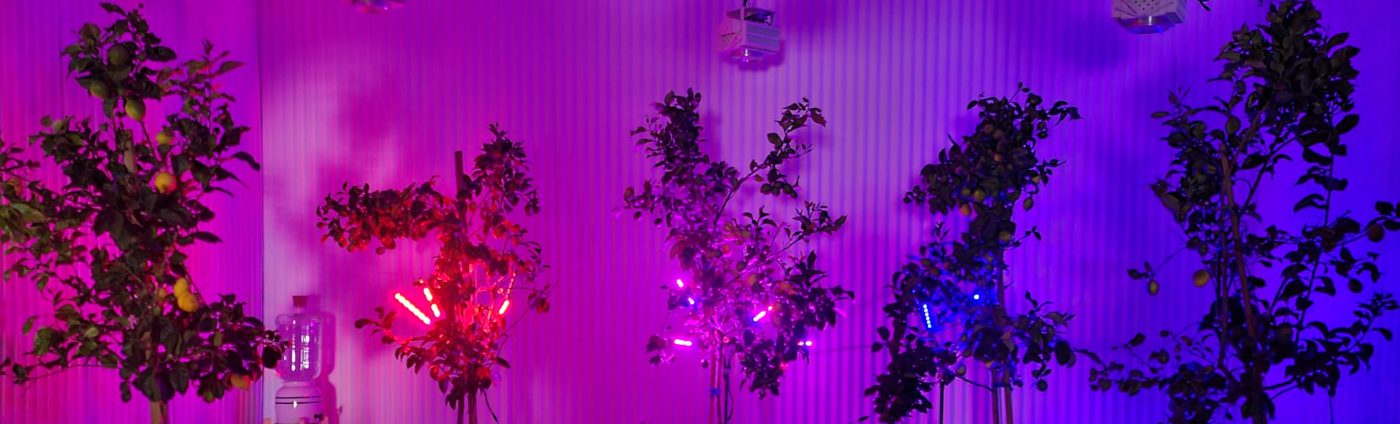 Potted lemon trees under red, purple and blue grow lights at night